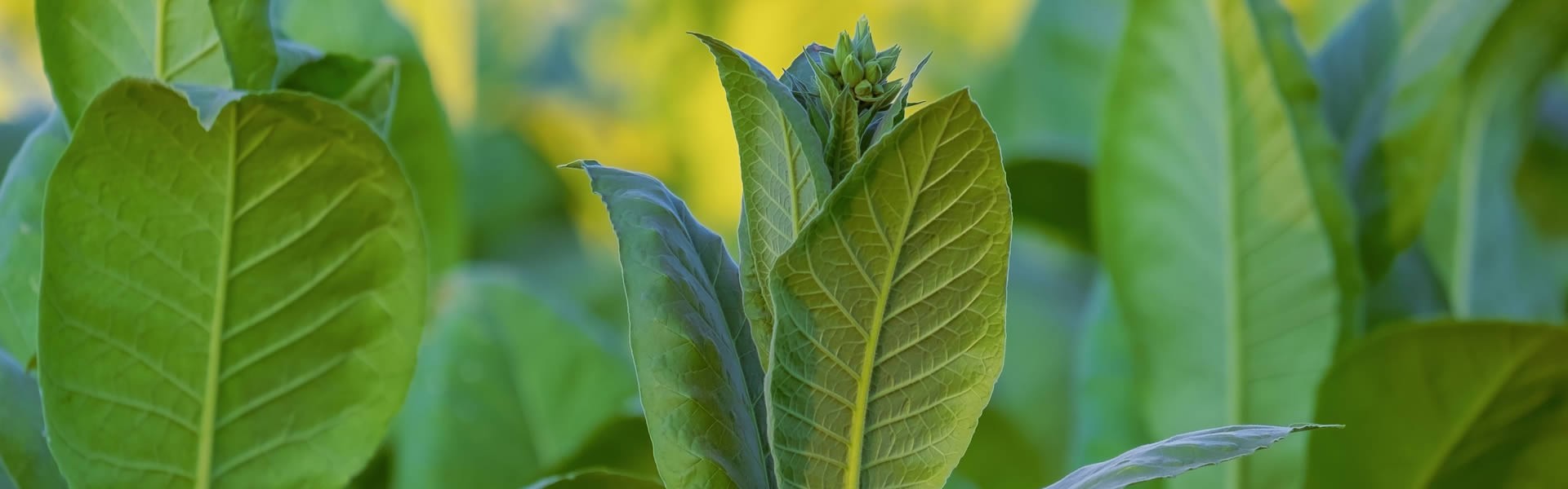découvrez les tendances 2025 des feuilles de cigare : qualité, sélection et conseils d’achat pour amateurs et connaisseurs. tout savoir sur les feuilles de cigare cette année.
