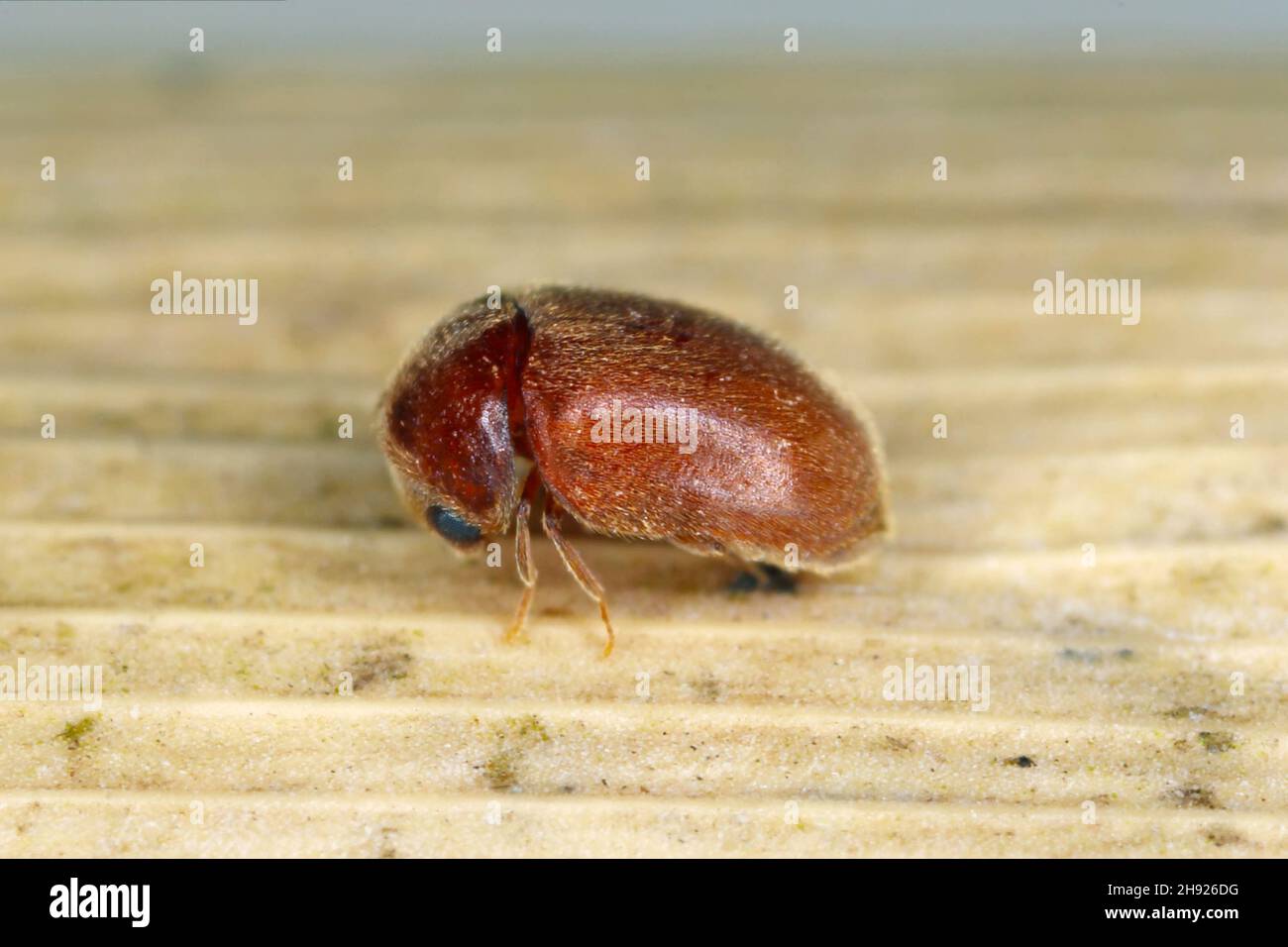 découvrez tout sur le charançon du tabac, un insecte nuisible qui attaque les produits du tabac. apprenez à identifier, prévenir et traiter les infestations efficacement.