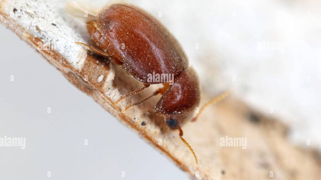 découvrez tout sur le tænia du tabac, un insecte nuisible qui endommage les produits du tabac et comment le prévenir efficacement.