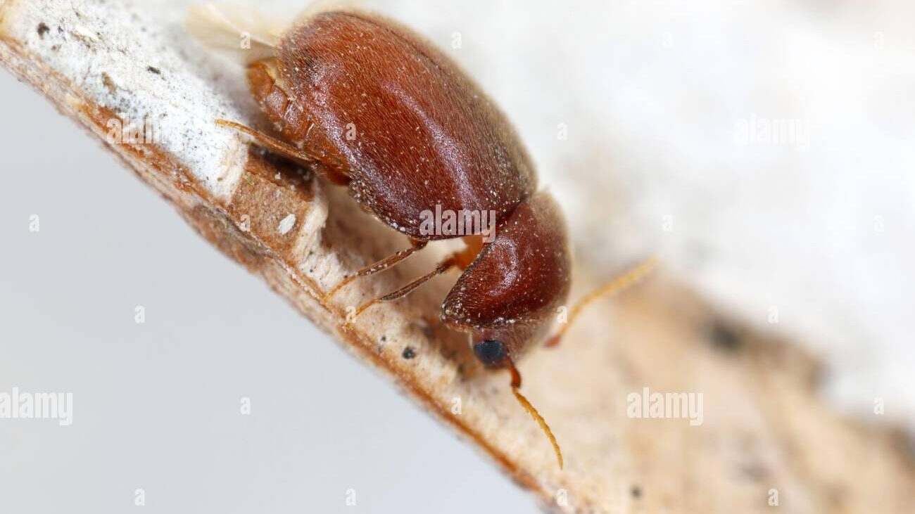 découvrez tout sur le tænia du tabac, un insecte nuisible qui endommage les produits du tabac et comment le prévenir efficacement.